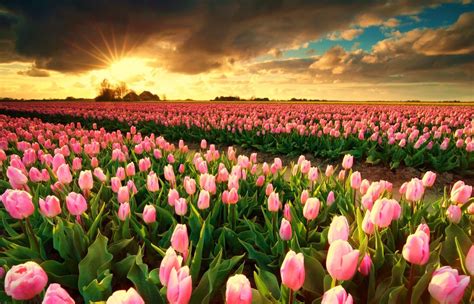 campo de tulipanes - síntomas de astigmatismo